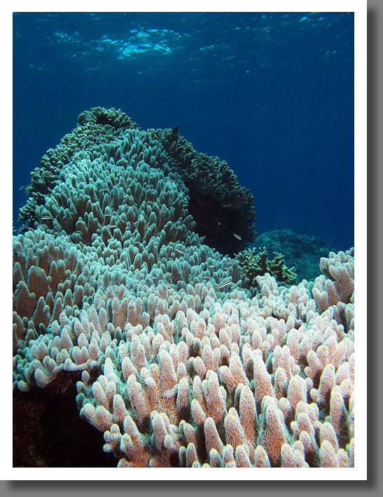 Sea scape with pillar corals