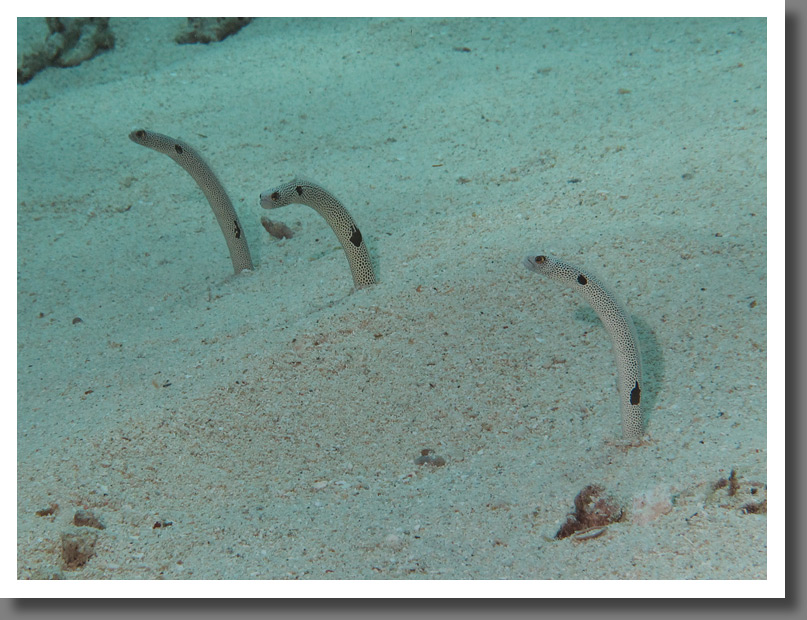 Spotted garden eels (Heteroconger hassi)