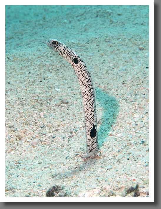 Spotted garden eel (Heteroconger hassi)