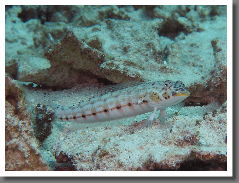 Unidentified (a goby?)