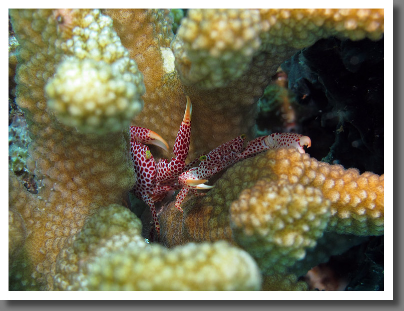 Red-spotted coral crab (Trapezia rufopunctata)
