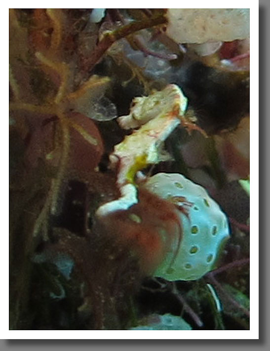 Tiny Seahorse, just for the record ;-)