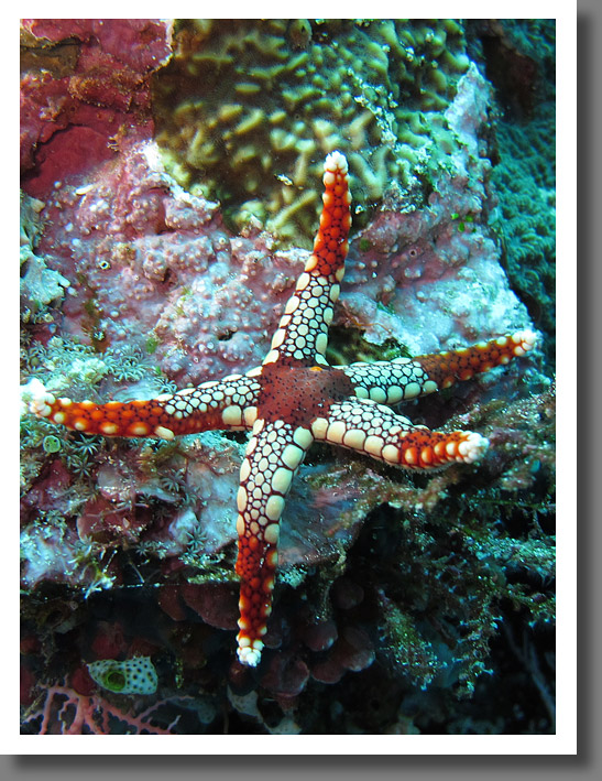 Necklace sea star (Fromia monilis)