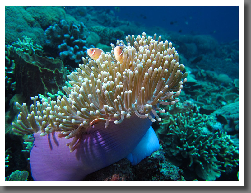 Sea anemone with pink anemone fishes (Amphiprion perideraion)