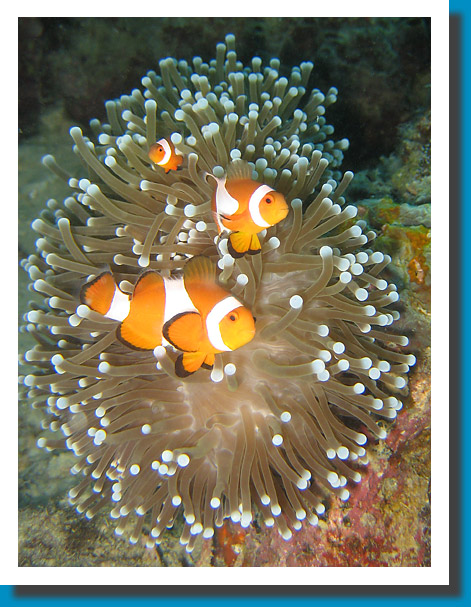 Clown Fish - Philippines