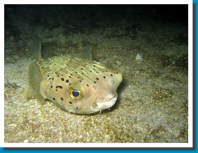 Freckled Porcupine Fish - Philippines