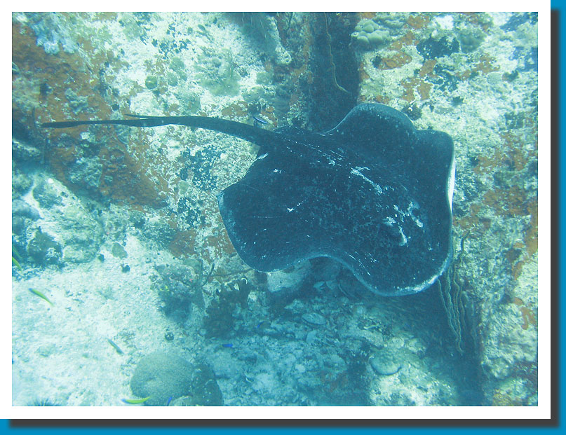 Black Blotched Stingray - Seychelles