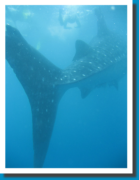 Whale Shark - Philippines