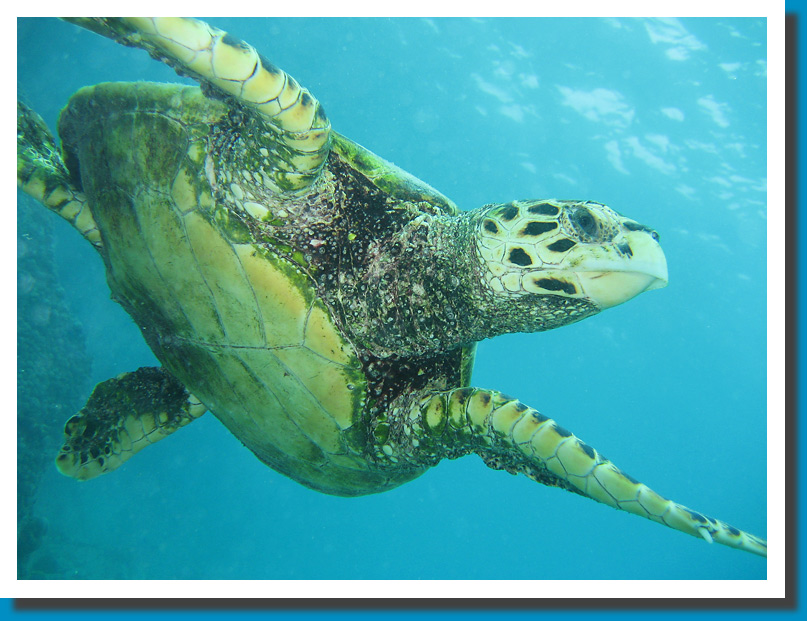 Turtle - Seychelles