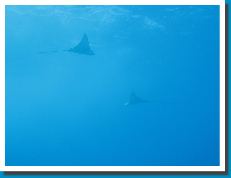 Spotted Eagle Rays - Seychelles