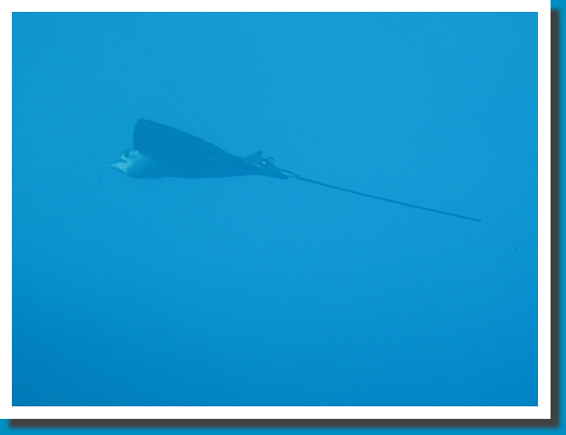 Spotted Eagle Ray - Seychelles