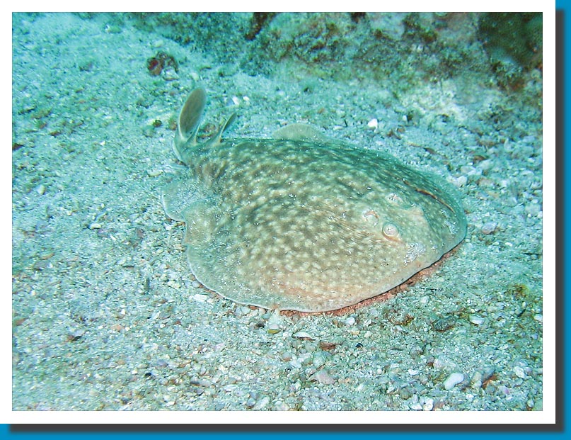 Panther Electric Ray - Seychelles