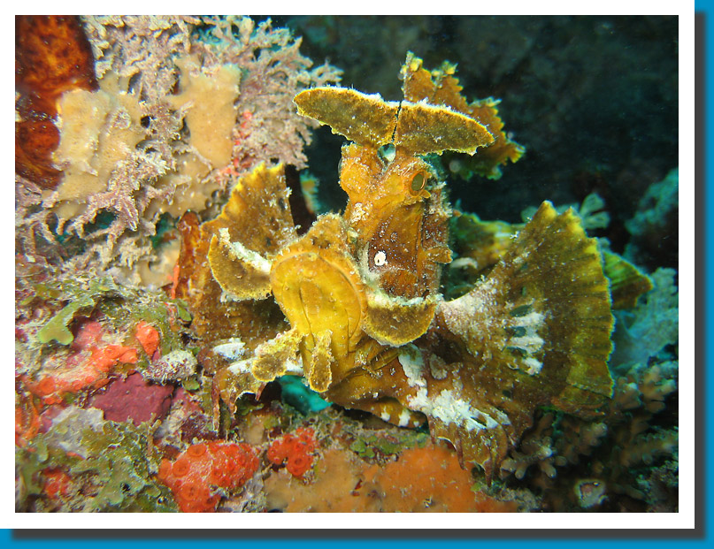 Weedy Scorpionfish - Zanzibar