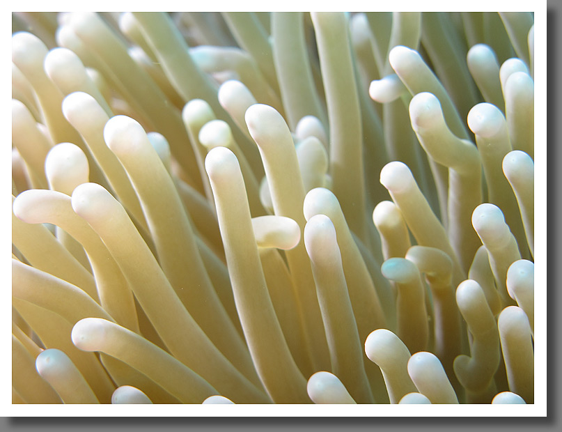 Sea anemone