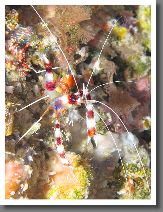 Banded boxer shrimp (Stenopus hispidus)