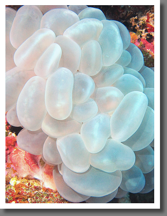 Soft Coral