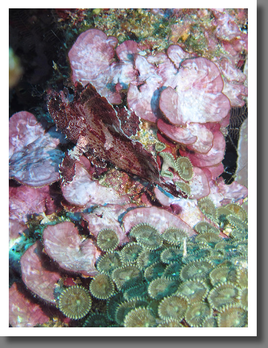 Leaf fish (Taenianotus triacanthus)
