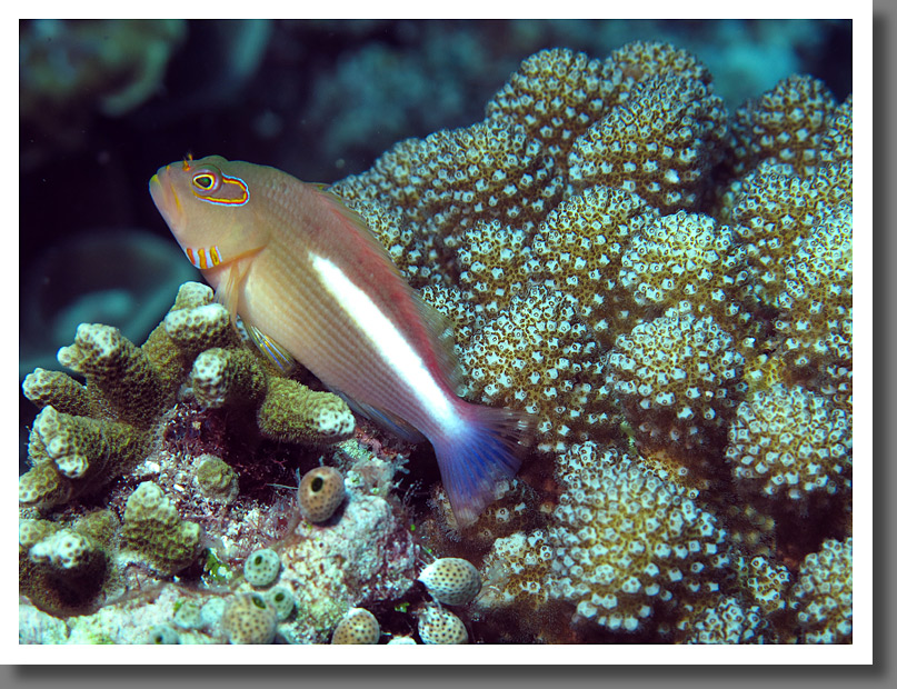 Ring Eyed Hawkfish (Paracirrhites arcatus)