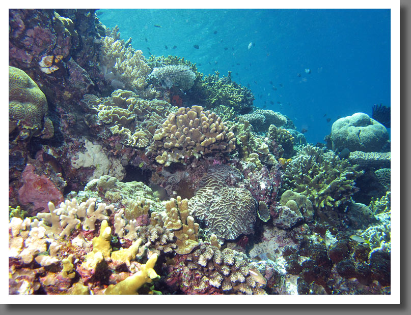 Coral reef
