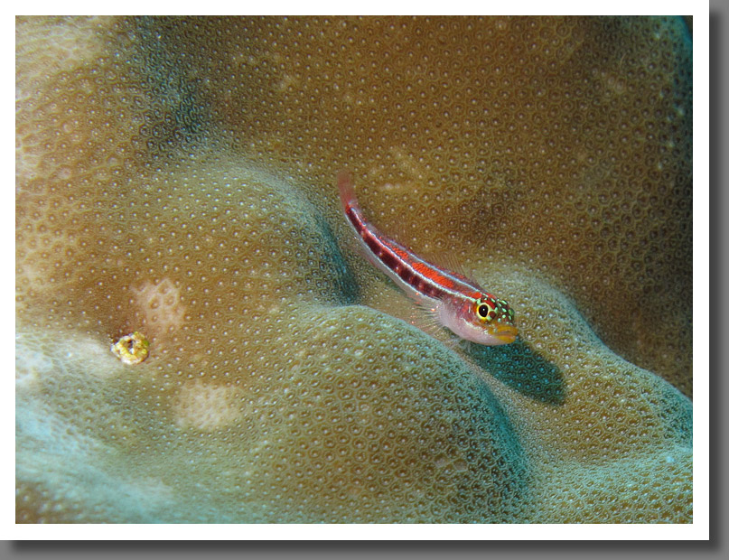 Striped triplefin (Helcogramma striata)