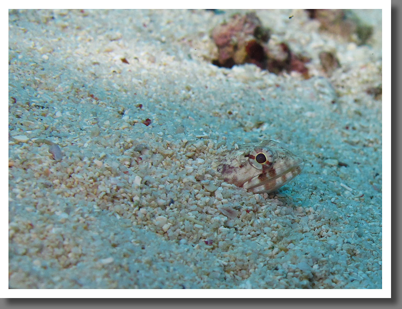 Nose spotted Lizzard fish trying to hide (synodus binotatus)