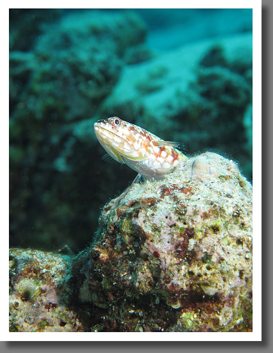 Lizzardfish