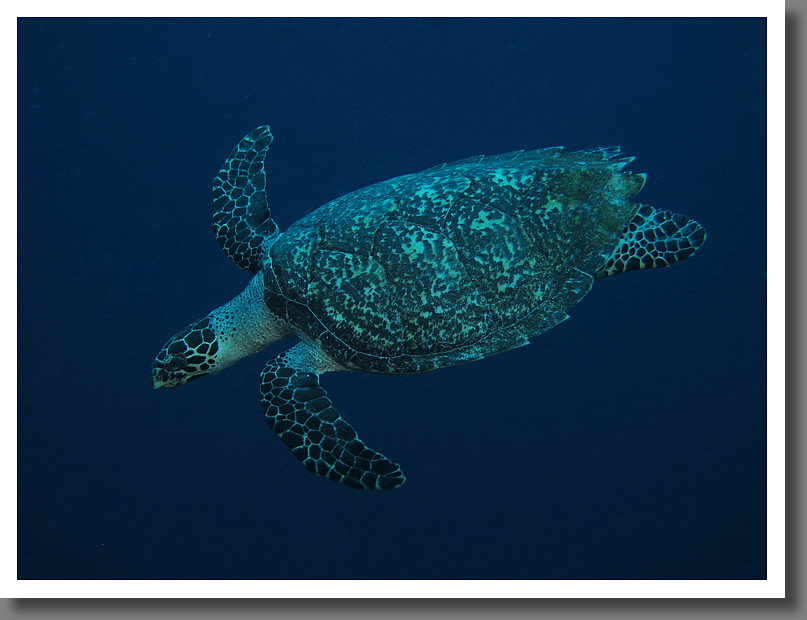 Hawksbill turtle (Eretmochelys imbricata)