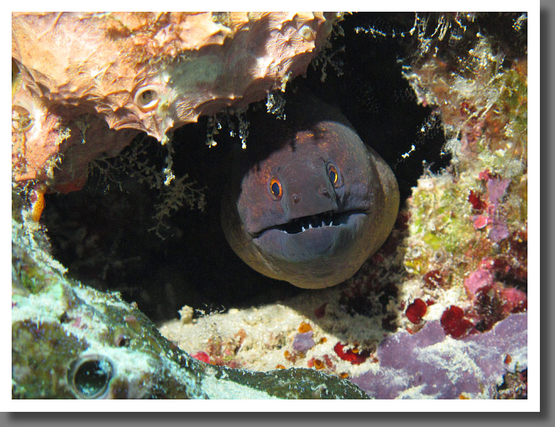 Yellow-Edged Moray (Gymnothorax flavimarginatus)