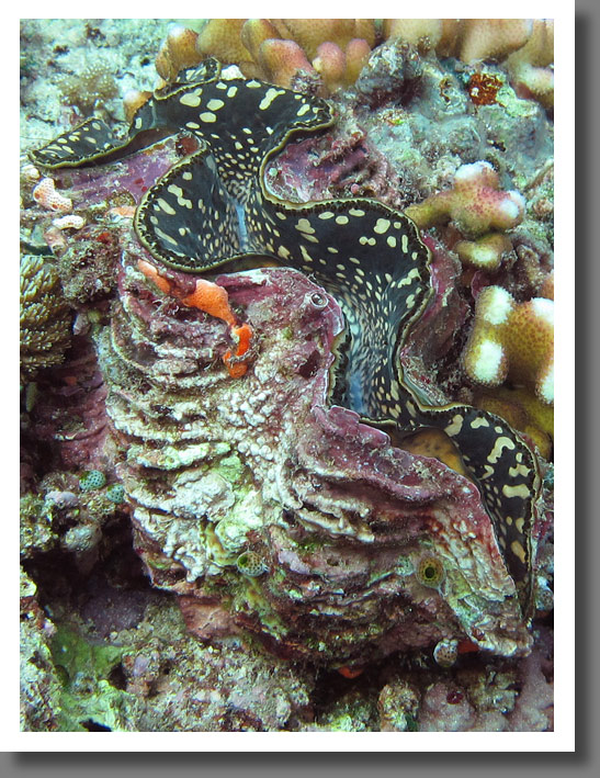 Giant Clam