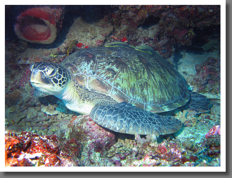 Hawksbill turtle (Eretmochelys imbricata) with slender sucker fishes